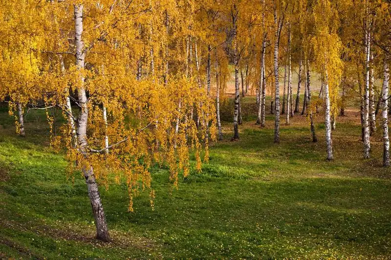 Silver Birch