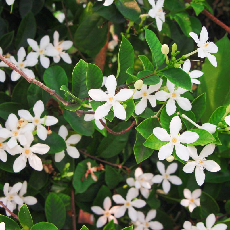 Jasmine Vine