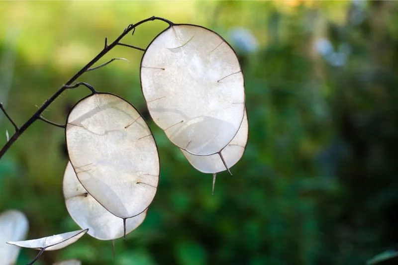 Silver Dollar Plant