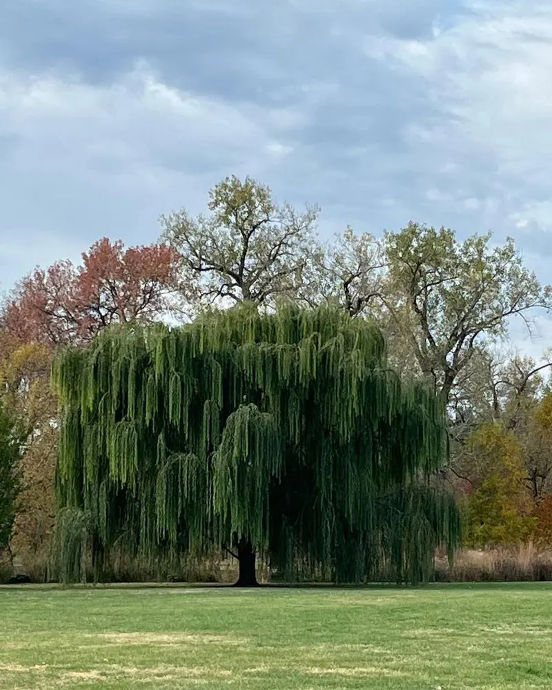 Willow Tree