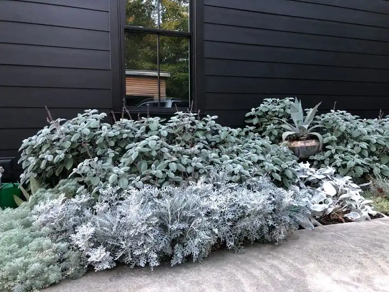Silver Sanctuary