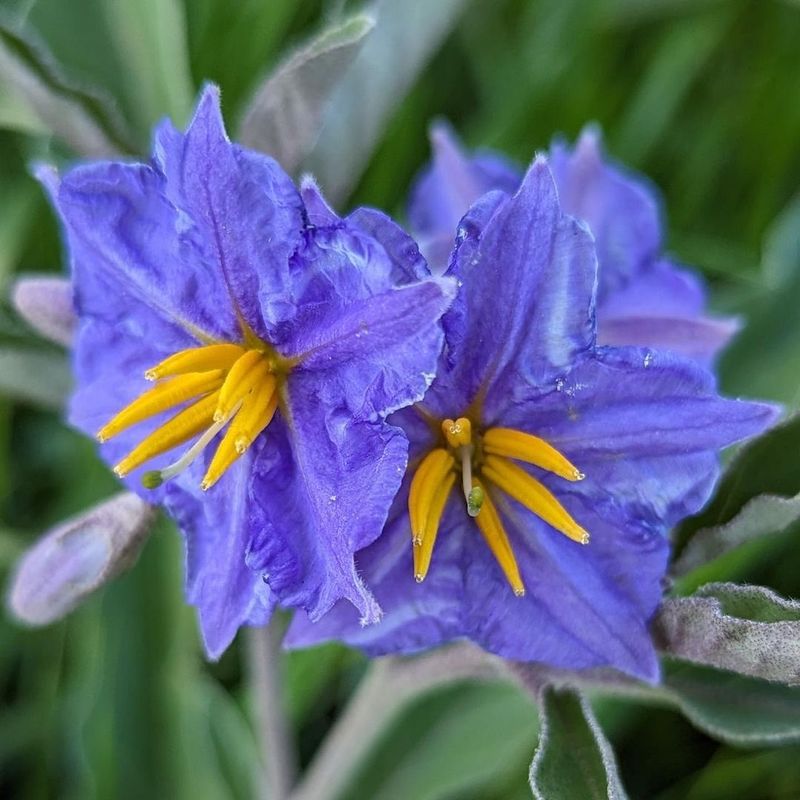 Silverleaf Nightshade