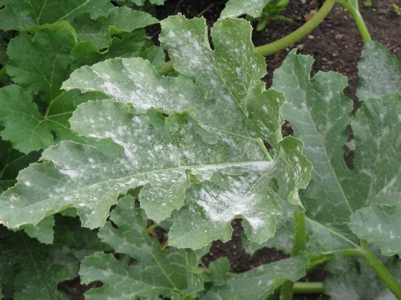 Silvery Leaf Appearance