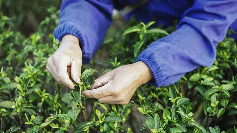 Sipping Tea Amongst Plants
