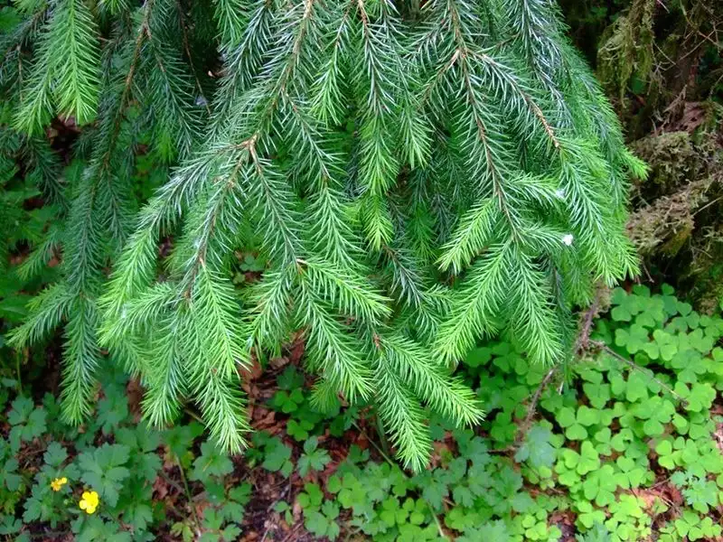 Sitka Spruce