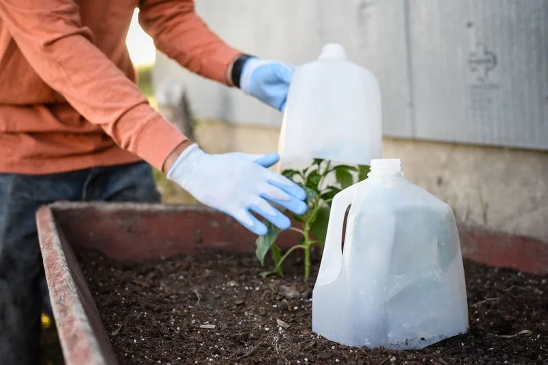 Avoid Planting Too Early