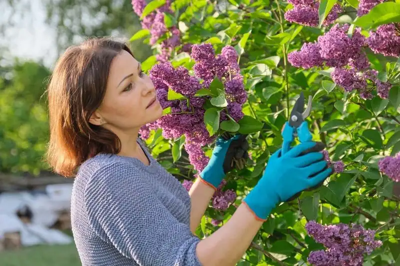 Skip Pruning Lilacs