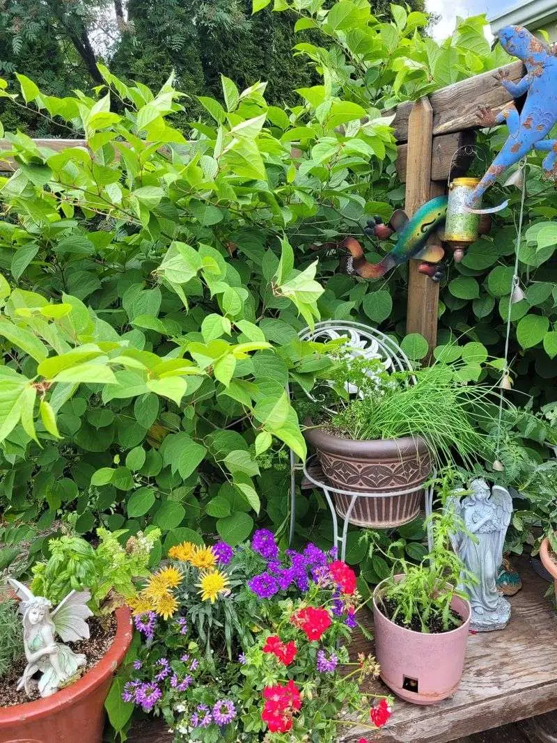 Planting Invasive Species