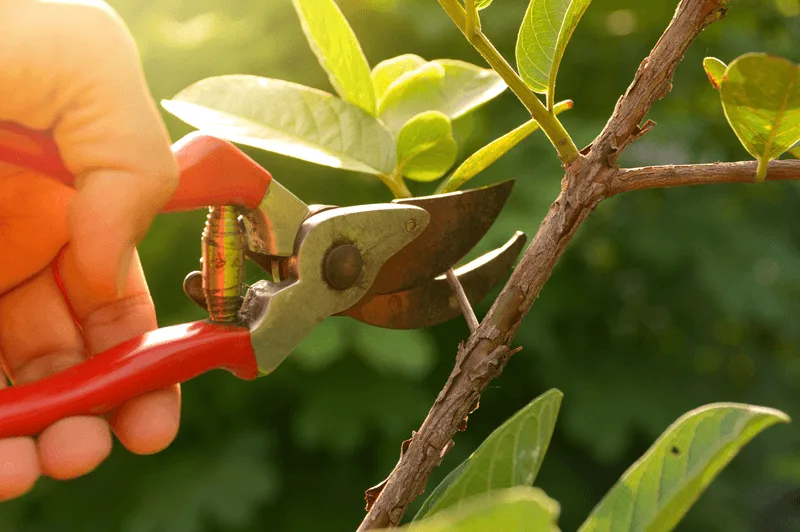 Skipping Regular Pruning