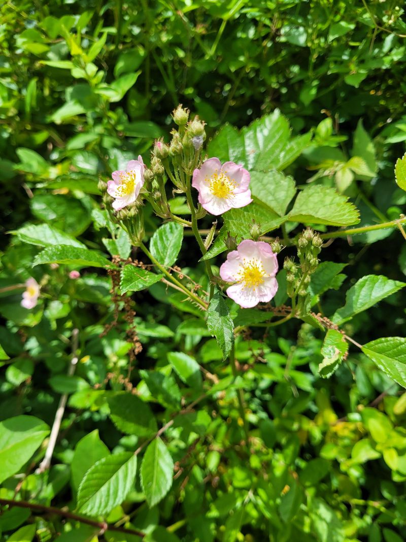 Wood's Rose