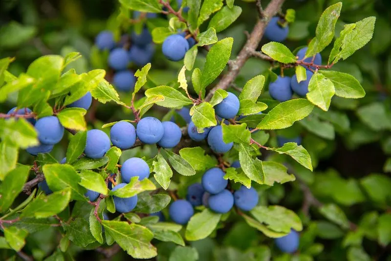 Sloe (Prunus spinosa)