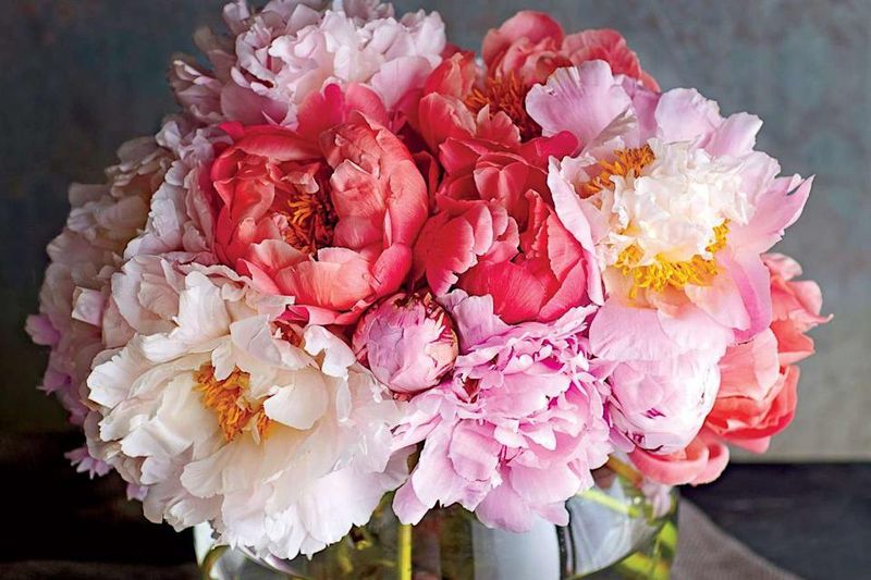 Peony Colors
