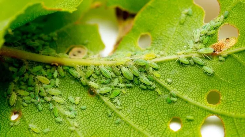 Aphid Infestation