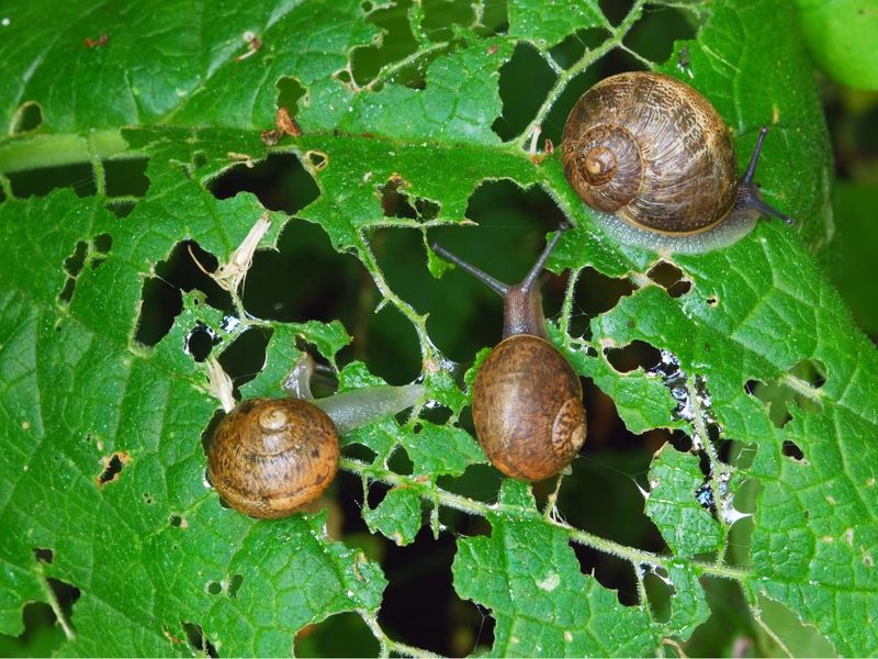 Slug and Snail Invasions