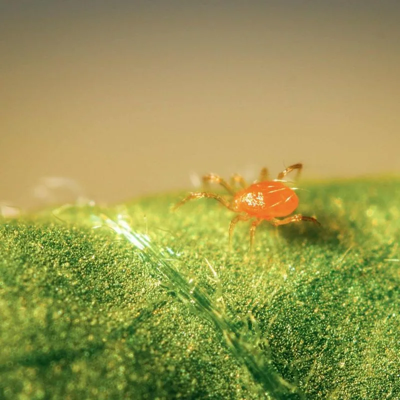 Spider Mites