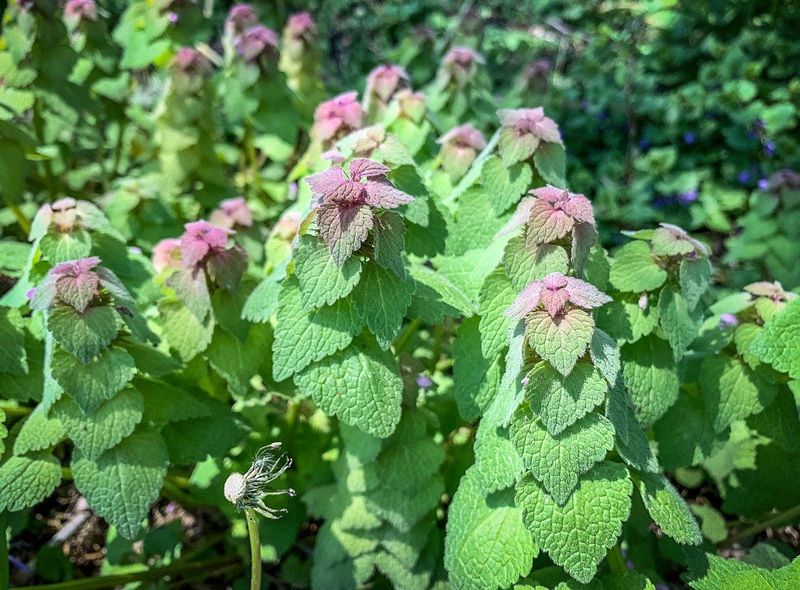Small Pink Flowers
