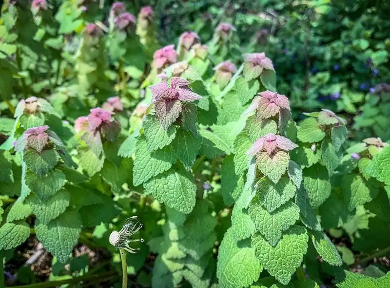 Small Pink Flowers