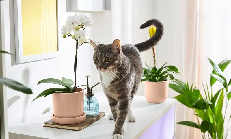 Smart Plant Placement