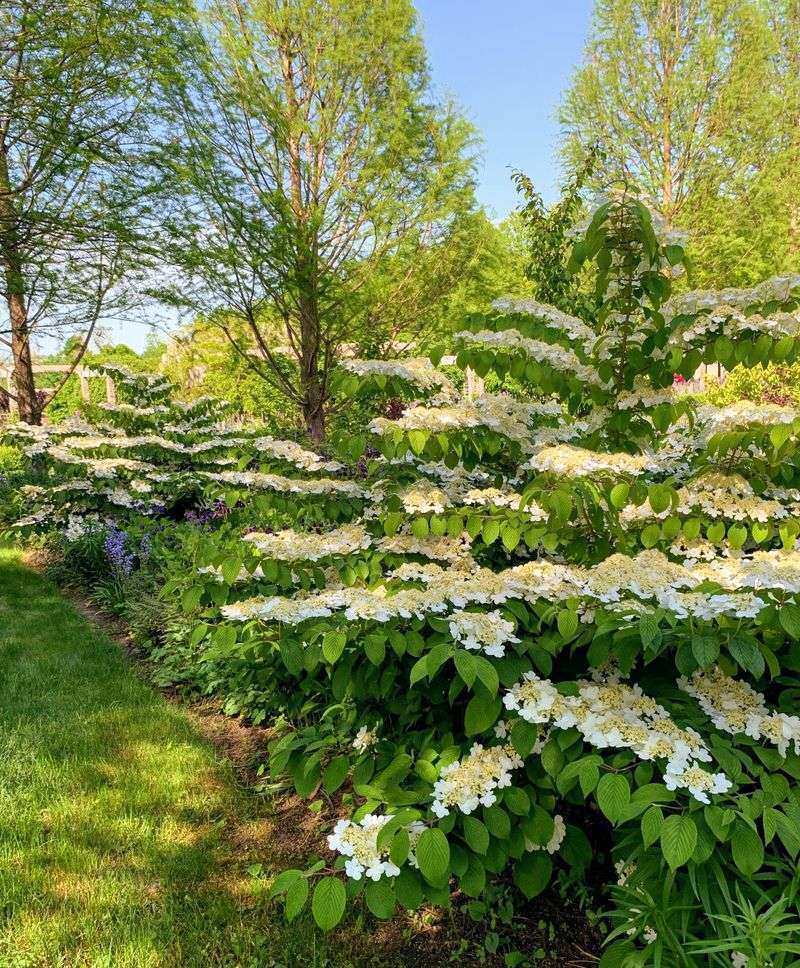 Stewartia