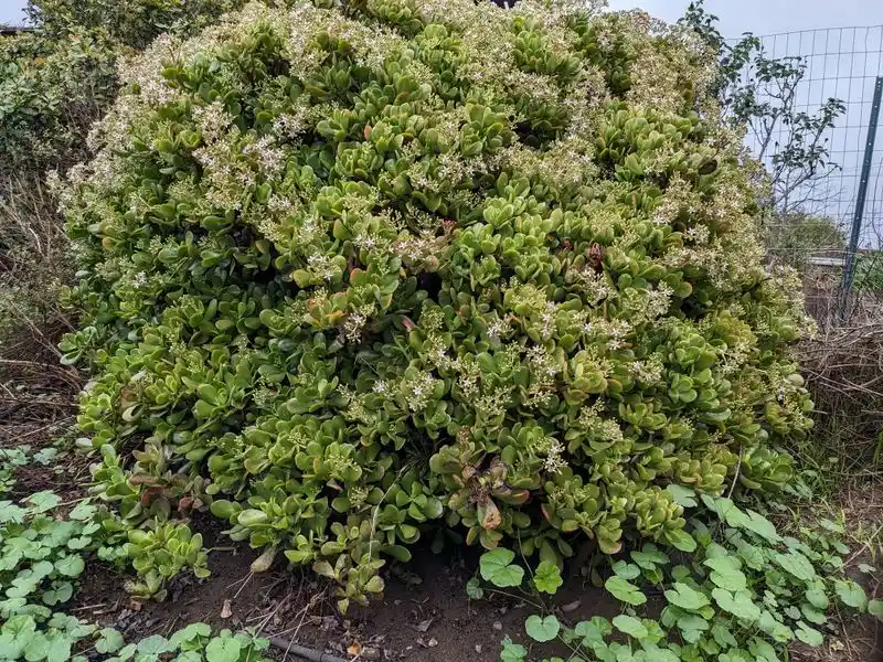 Jade Plant