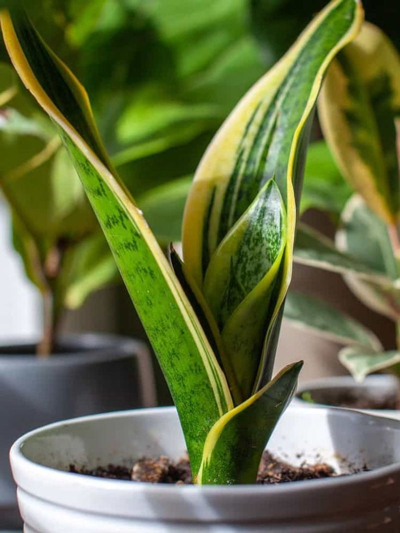 Snake Plant