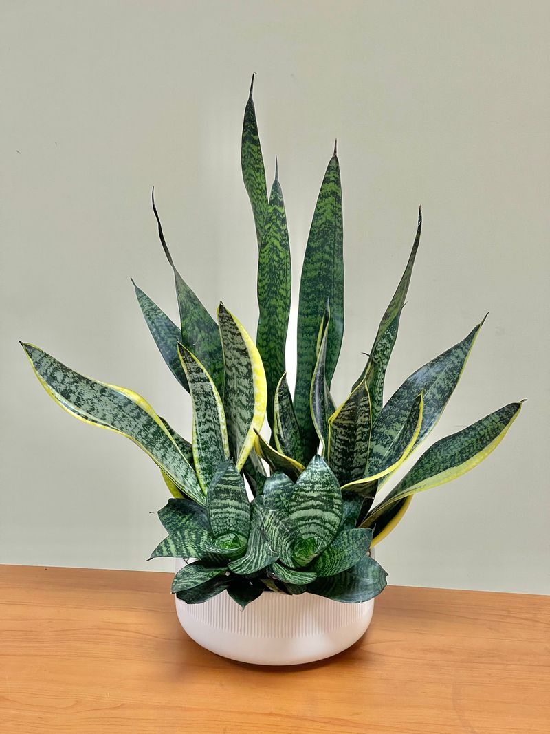 Snake Plant
