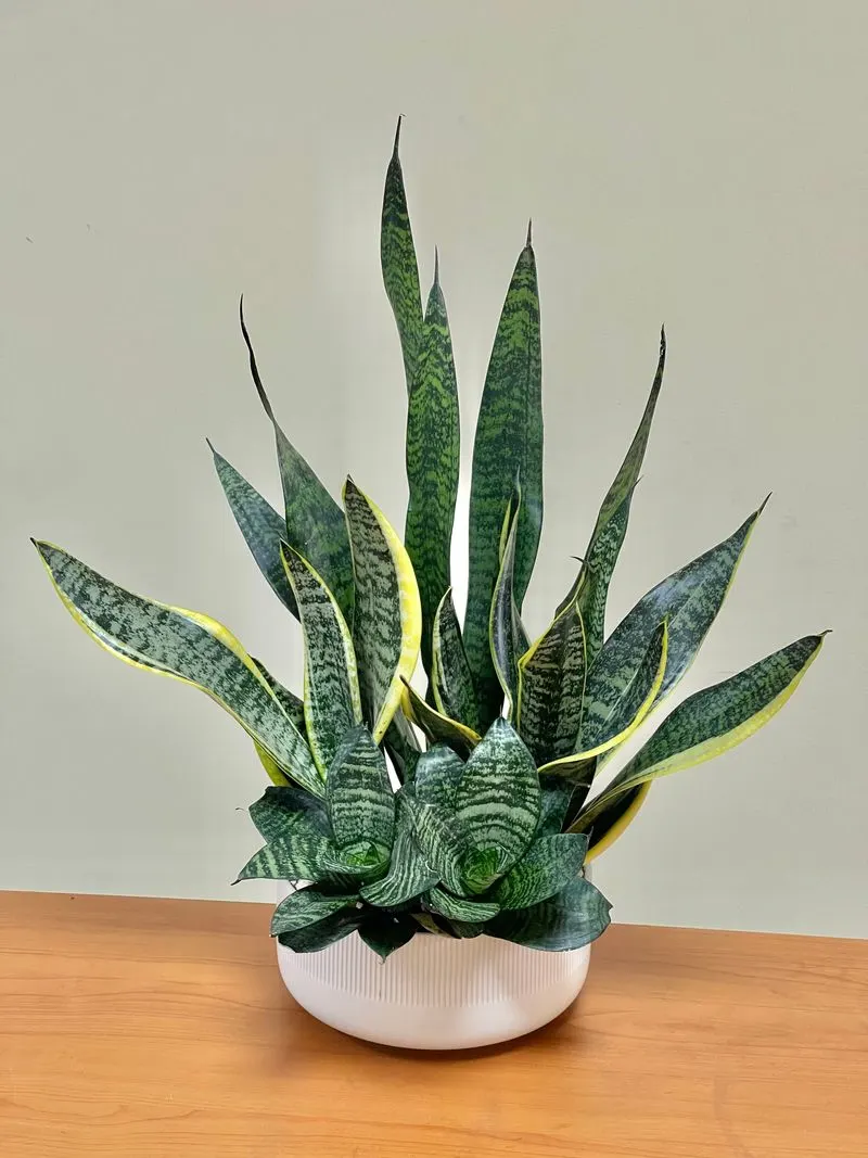 Snake Plant