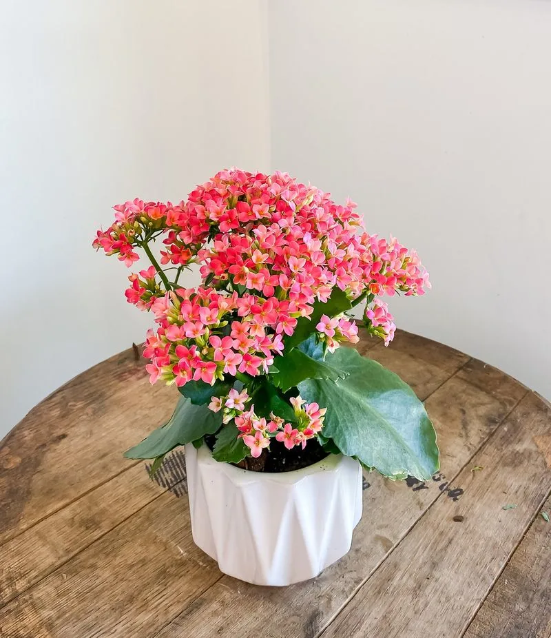 Kalanchoe
