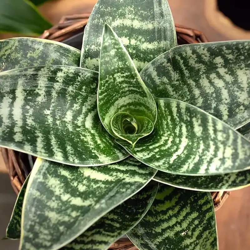Snake Plant (Sansevieria)