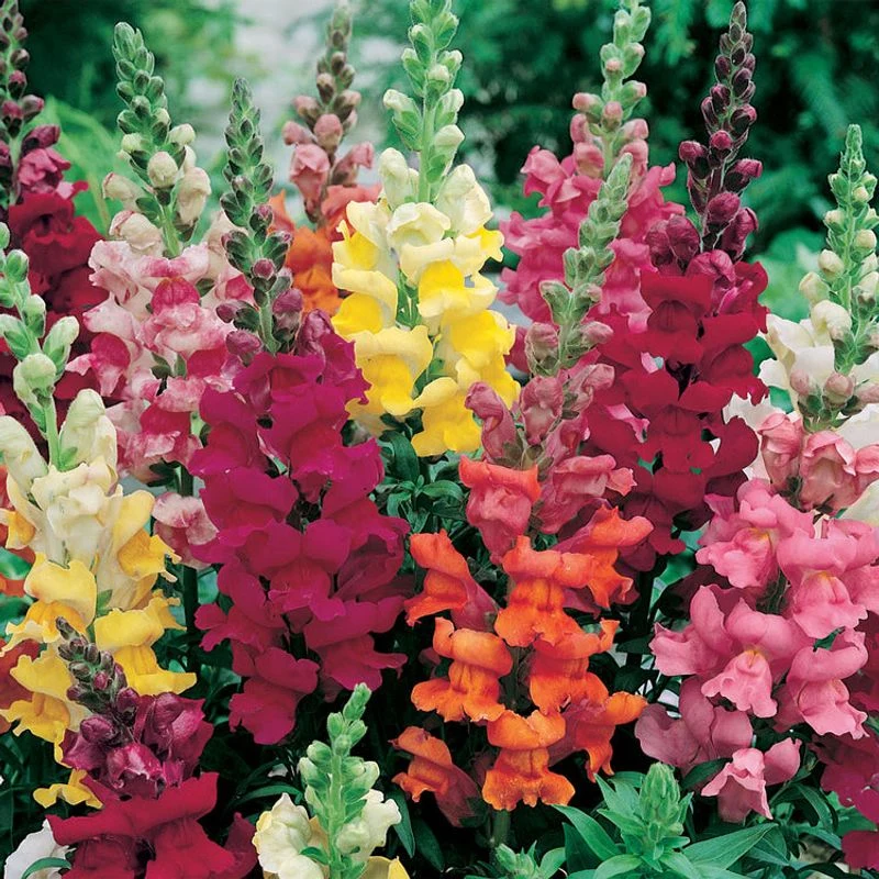 Snapdragon