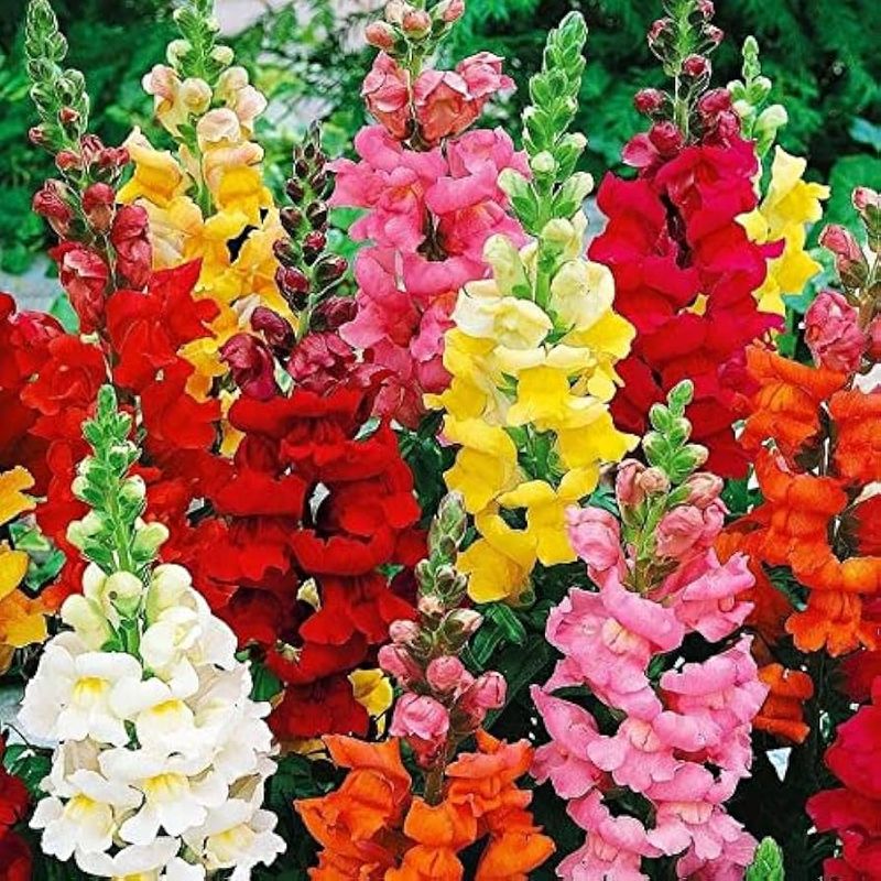 Snapdragon