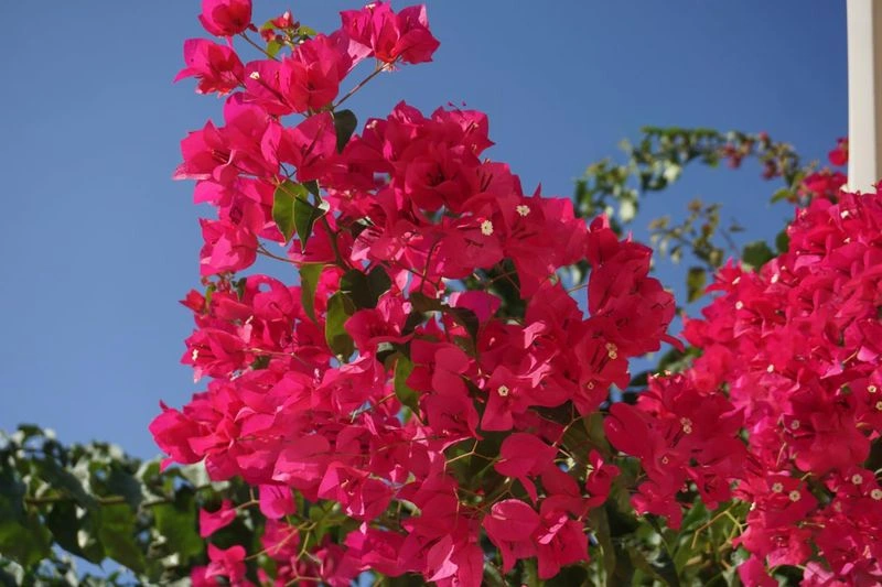 Bougainvillea