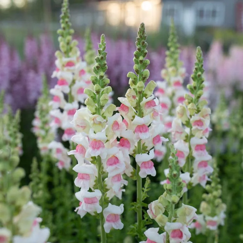 Snapdragon