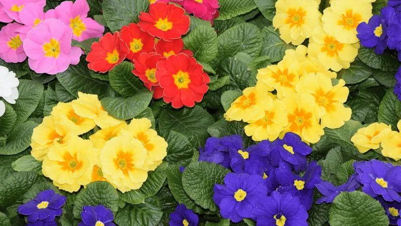 Primroses