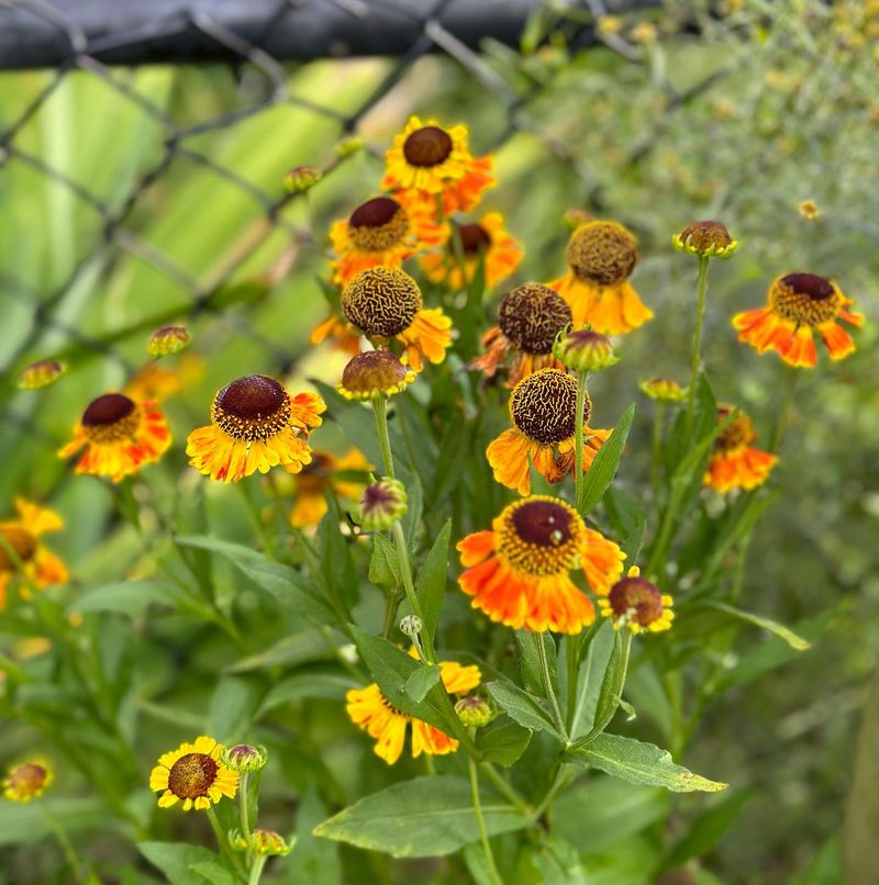 Sneezeweed