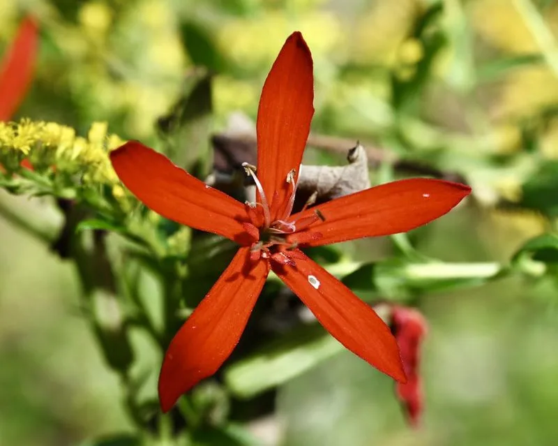Royal Catchfly (Silene regia)