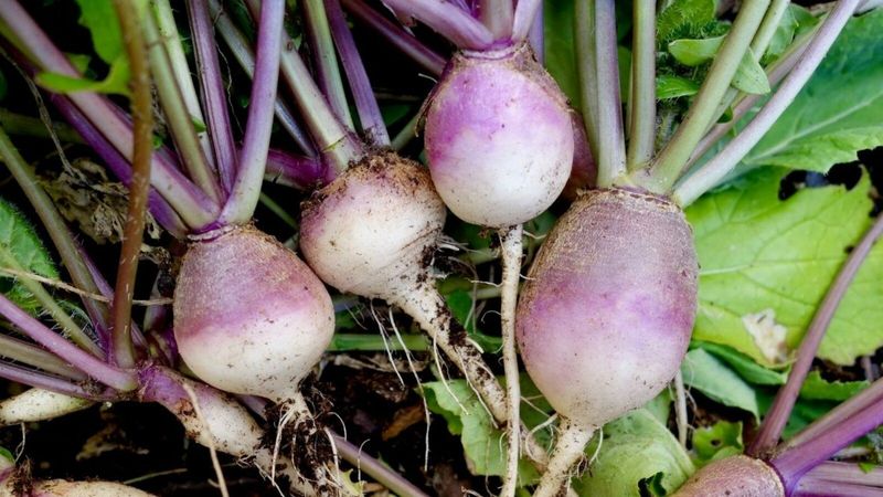 Turnips