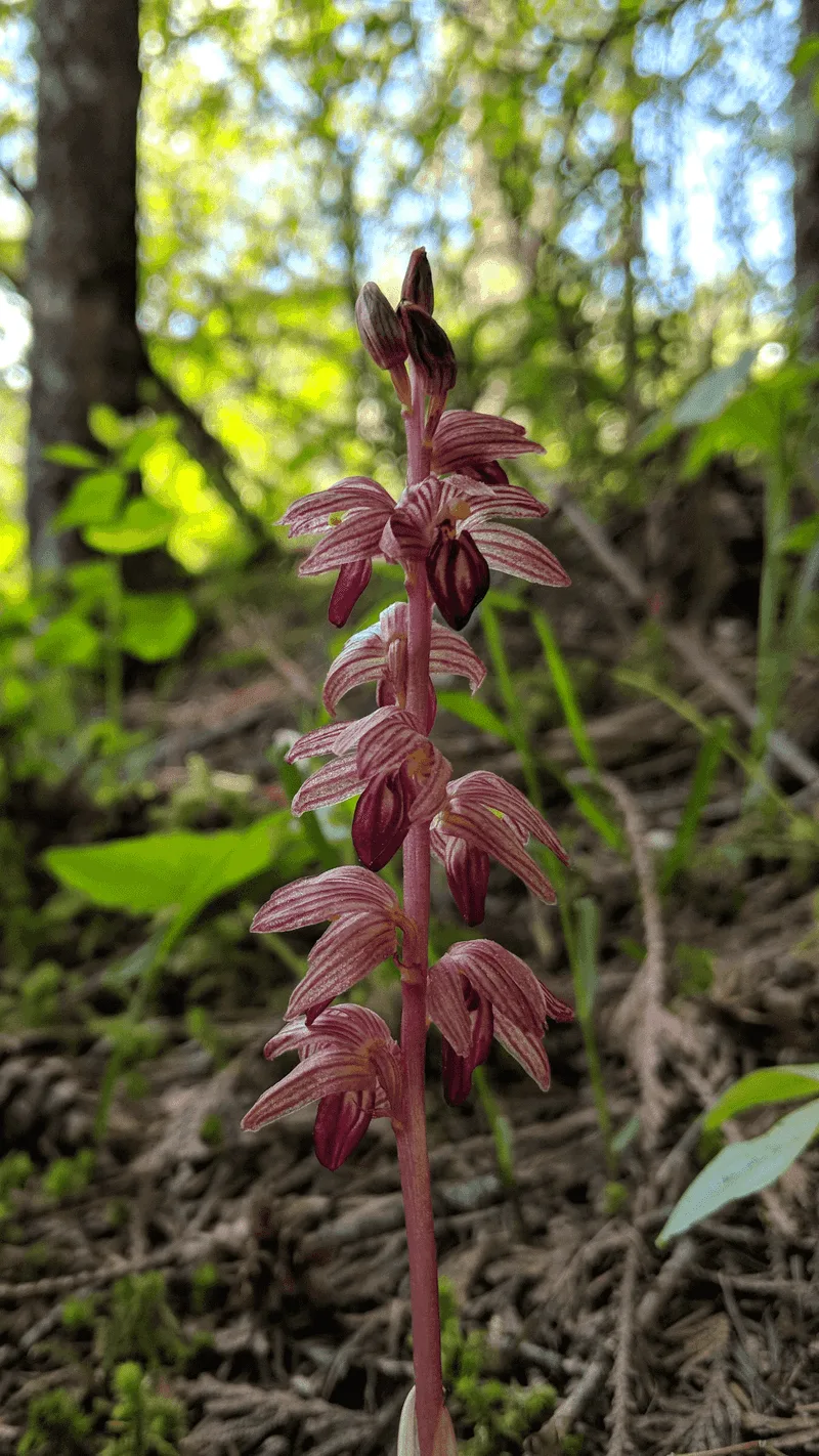 Coralroot Orchid