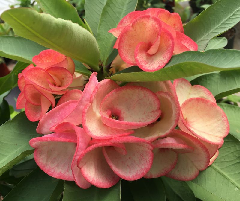 Blushing Beauty