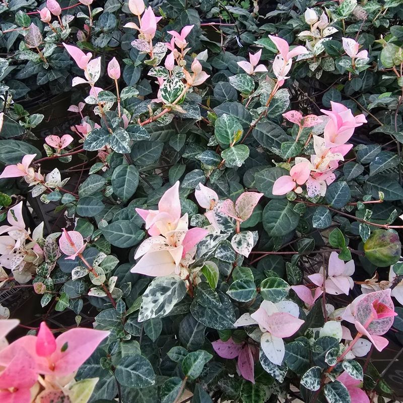 Snow-in-Summer