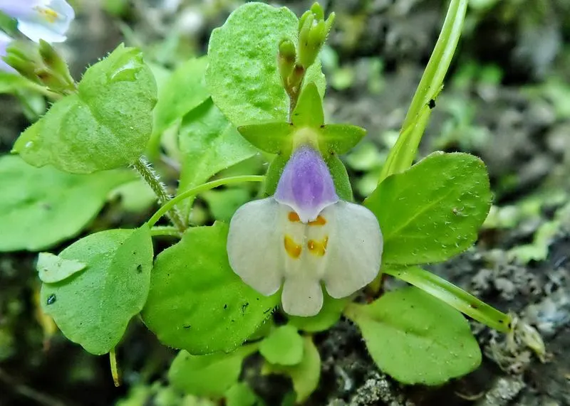 Mazus (Mazus reptans)