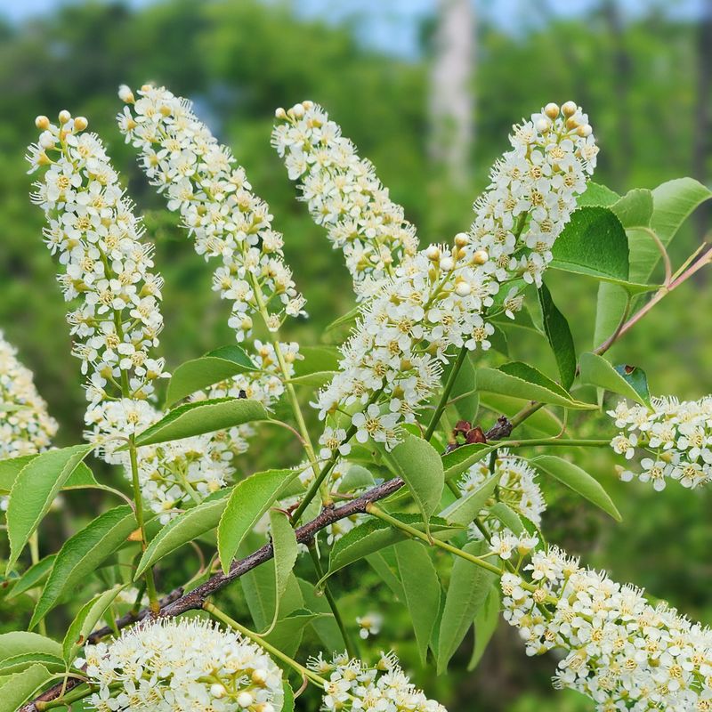 Chokecherry