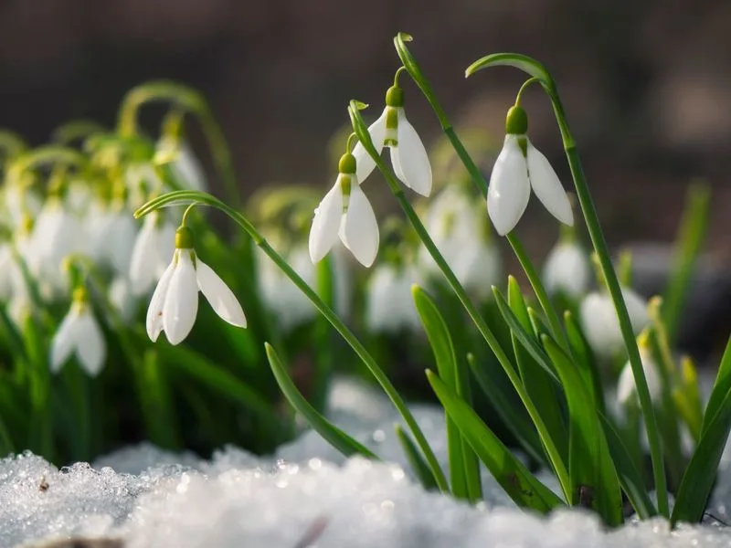 Snowdrop