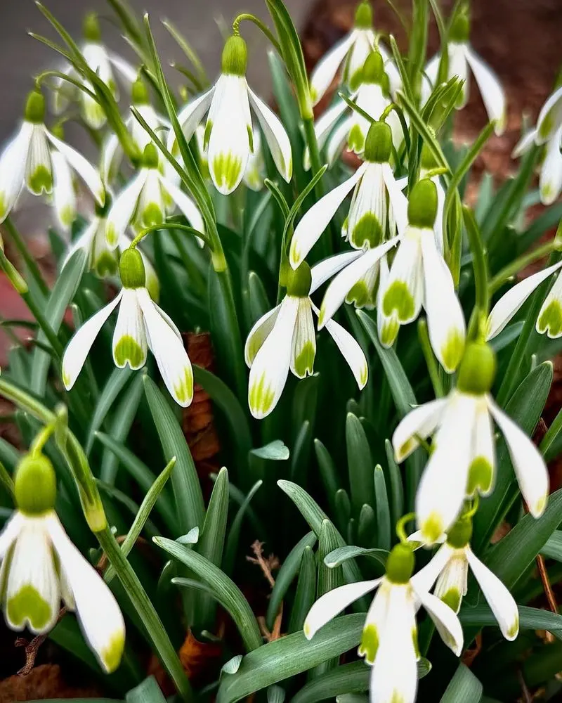 Snowdrops