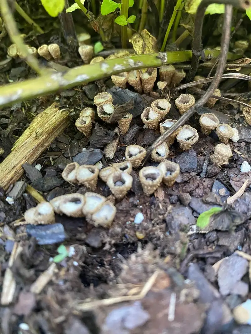 Soil Fungal Growth