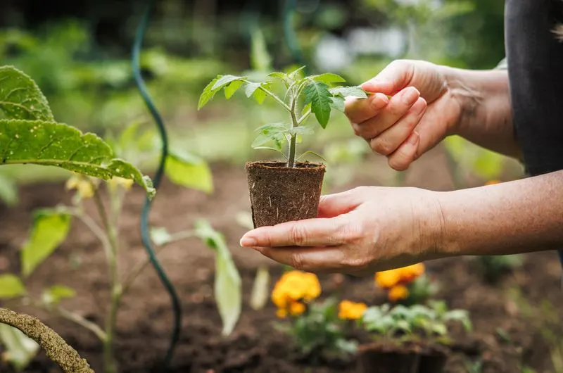 Soil Conditioning