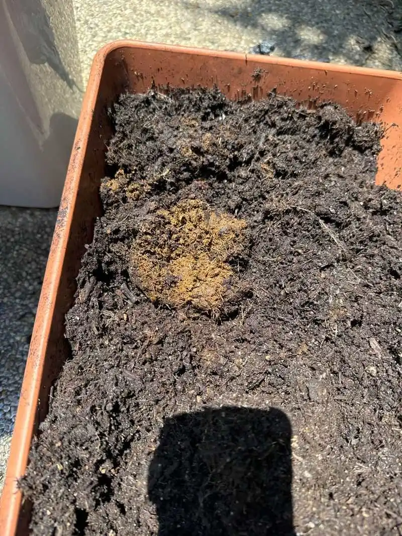 Soil Discoloration