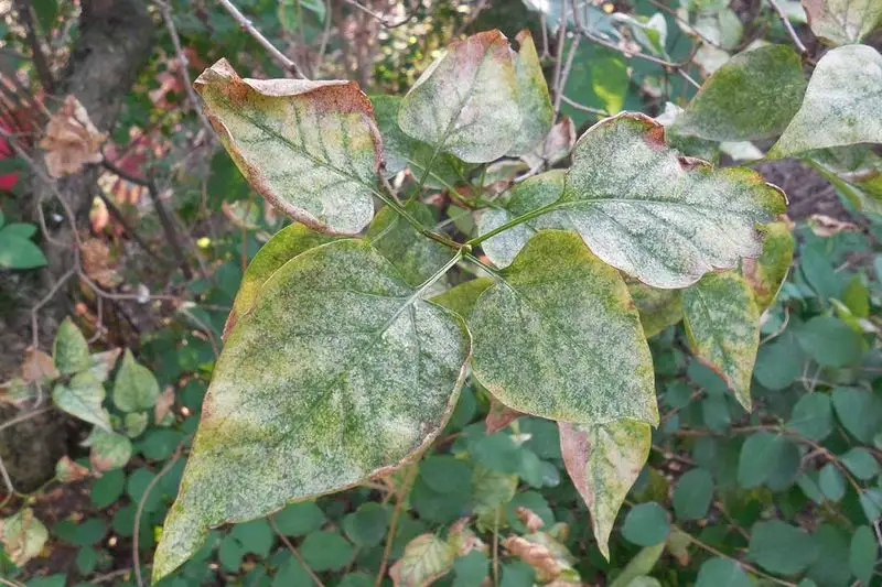 Diseases Affecting Lilacs