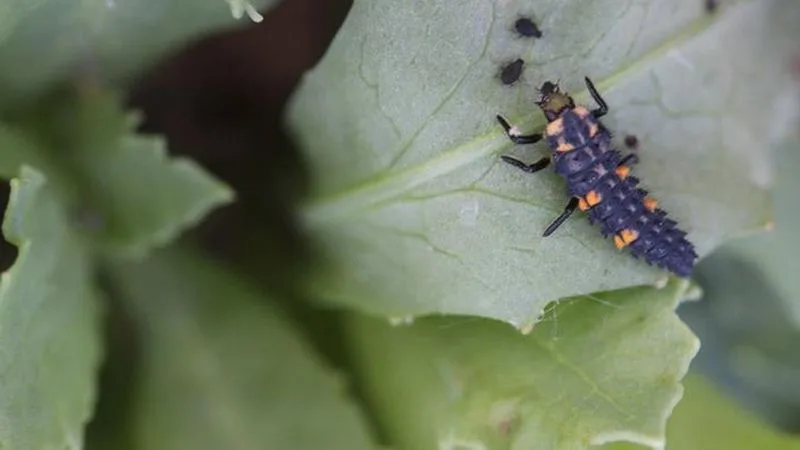 Natural Pest Control