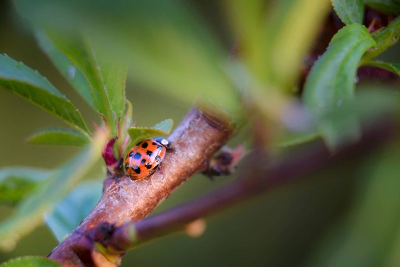 Beneficial Insects Presence